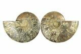 Cut & Polished, Agatized Ammonite Fossil - Madagascar #267888-1